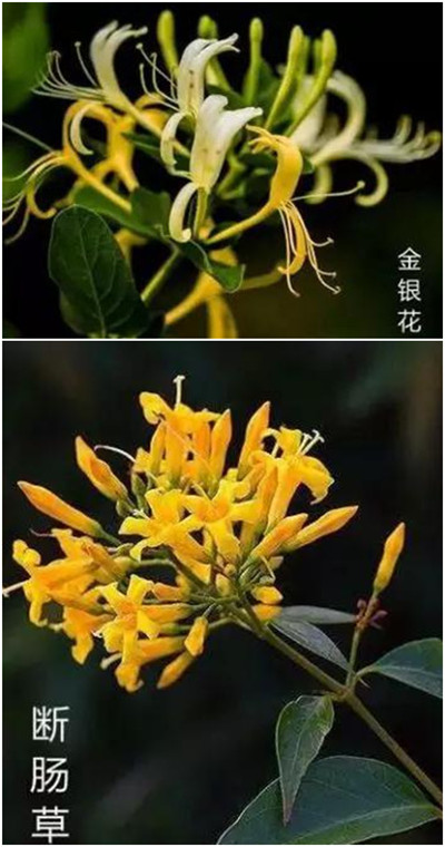 男子治感冒网购金银花变断肠草 医生:晚半小时没命